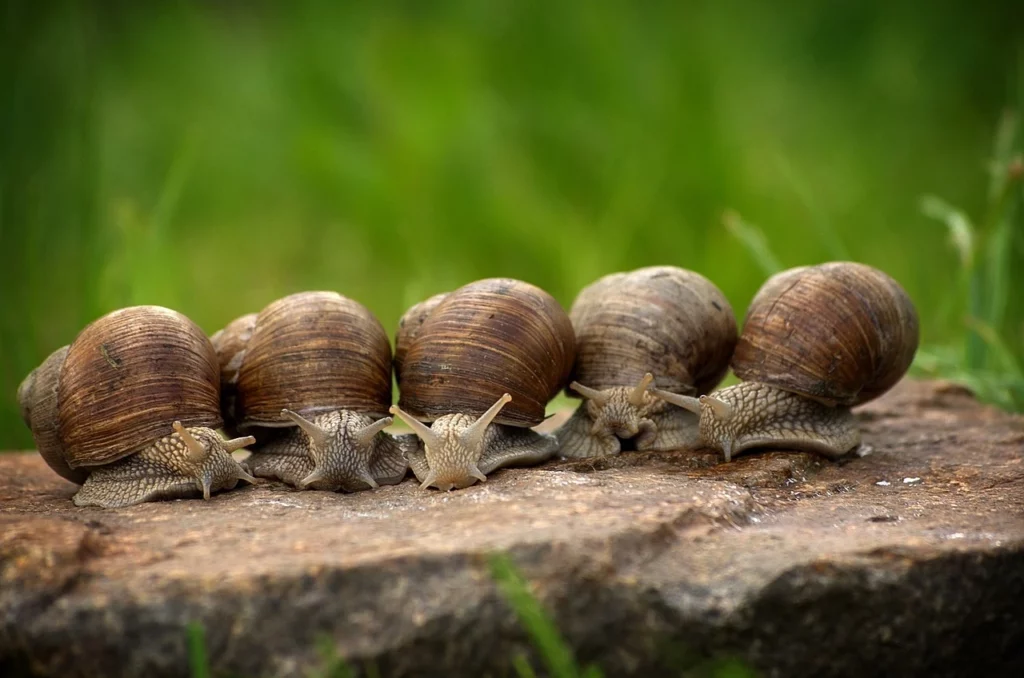 Snails Placed Together